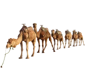 WEBP
