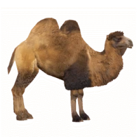 WEBP