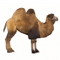WEBP
