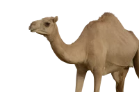 WEBP