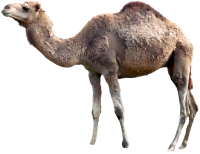 WEBP