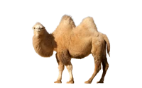 WEBP