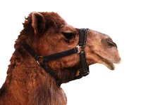 WEBP