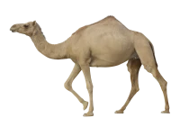WEBP