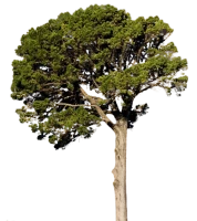 WEBP