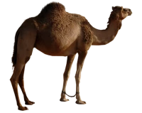 WEBP