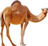 WEBP