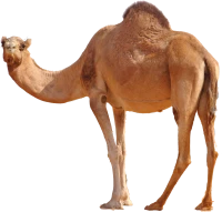 WEBP