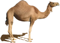 WEBP