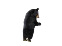 WEBP