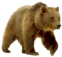 WEBP