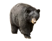 WEBP