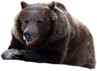 WEBP