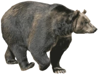WEBP