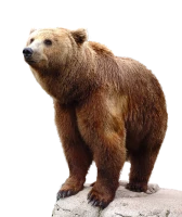 WEBP