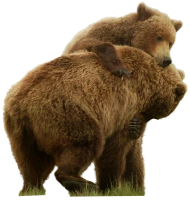 WEBP