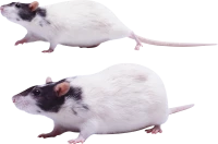 WEBP
