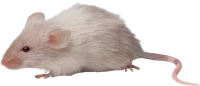 WEBP