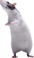 WEBP