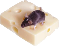 WEBP