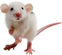 WEBP