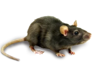 WEBP