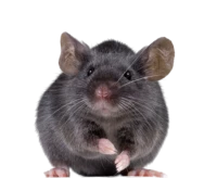 WEBP