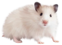 WEBP