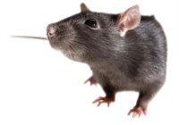 WEBP