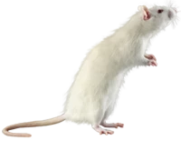 WEBP