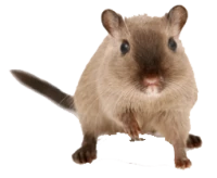WEBP