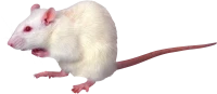 WEBP