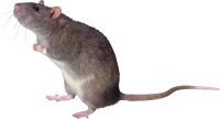 WEBP