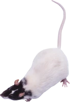 WEBP