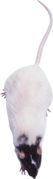 WEBP