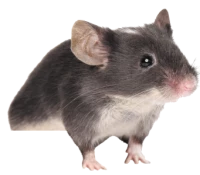 WEBP