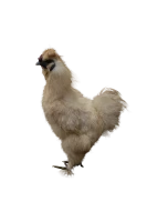 WEBP