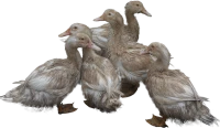 WEBP