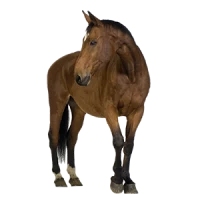 WEBP