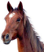 WEBP