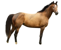 WEBP