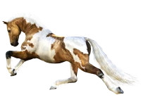 WEBP