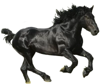 WEBP