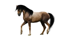 WEBP