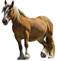 WEBP