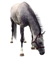 WEBP