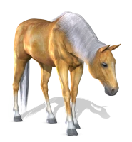 WEBP
