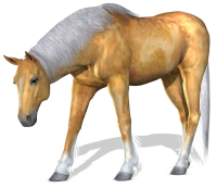 WEBP