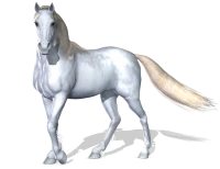 WEBP