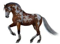WEBP